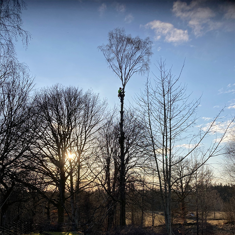 En man som jobbar högt upp i ett träd